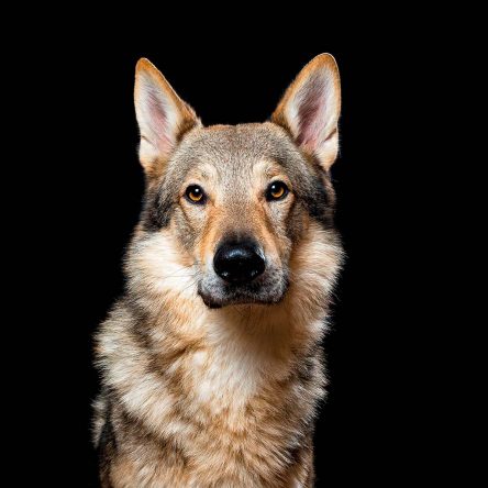 perro7