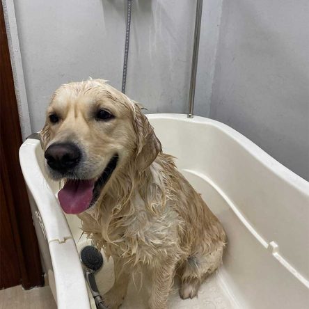 Baña tu mismo a tu perro