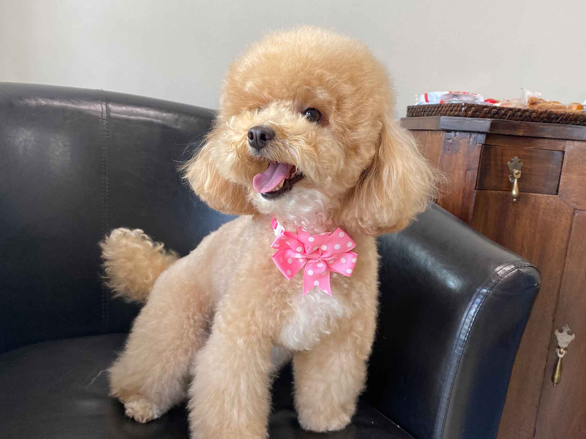 perro4 perro4
