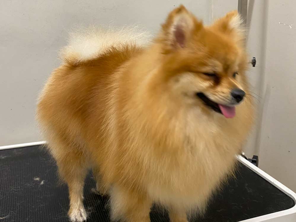 Lavado y peluquería canina Lavado y peluquería canina