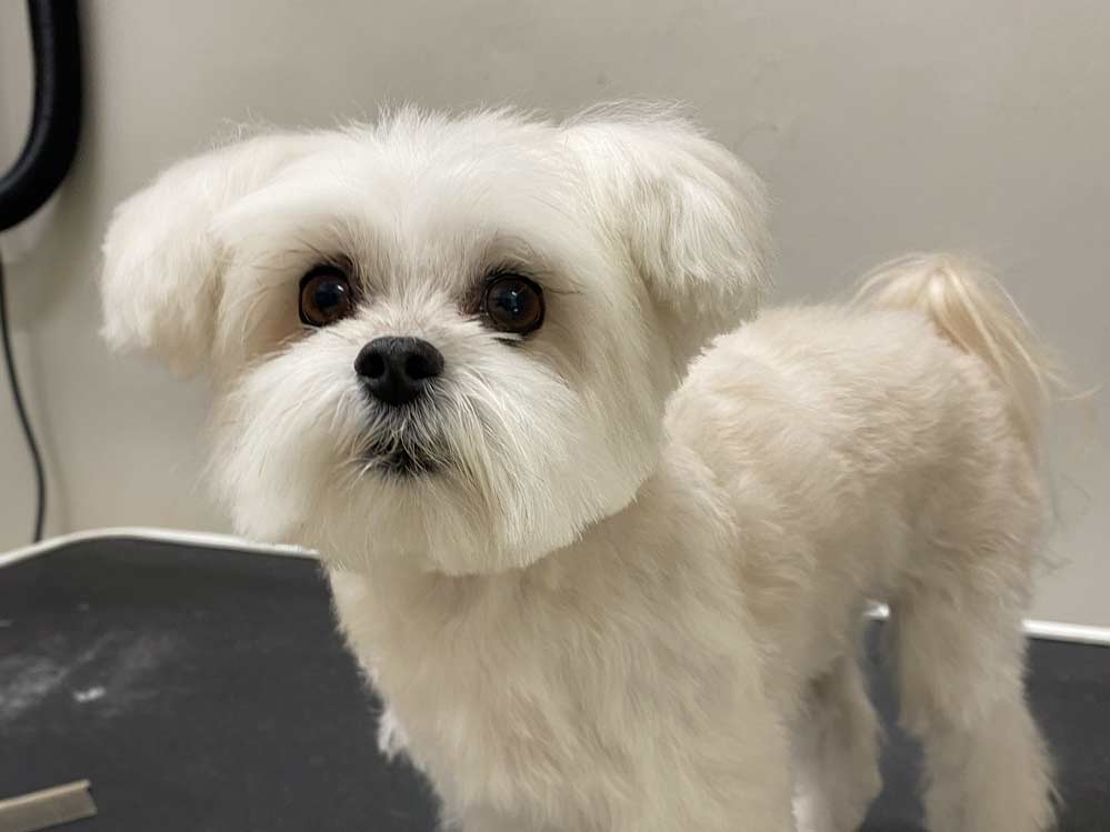 Corte de pelo Bichón maltés Corte de pelo Bichón maltés