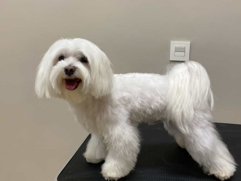 Peluquería Bichón maltés Peluquería Bichón maltés