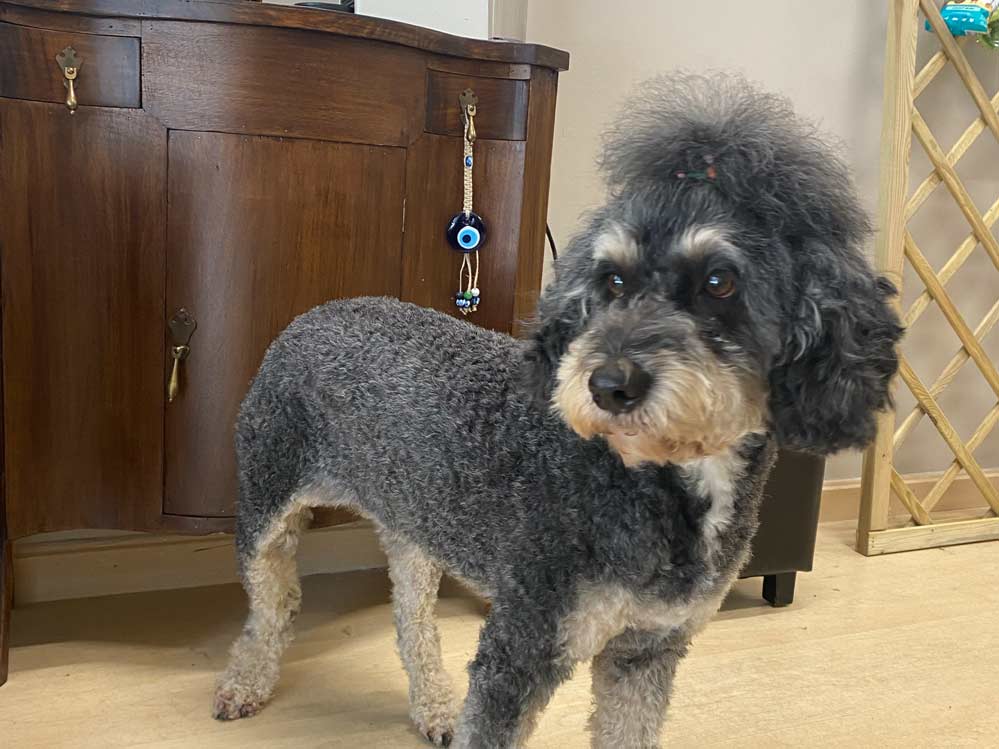 Corte de pelo canino Corte de pelo canino