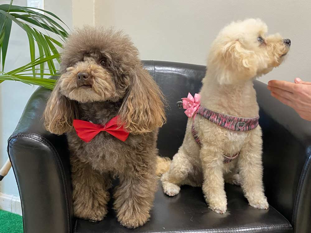 Corte de pelo caniche Corte de pelo caniche
