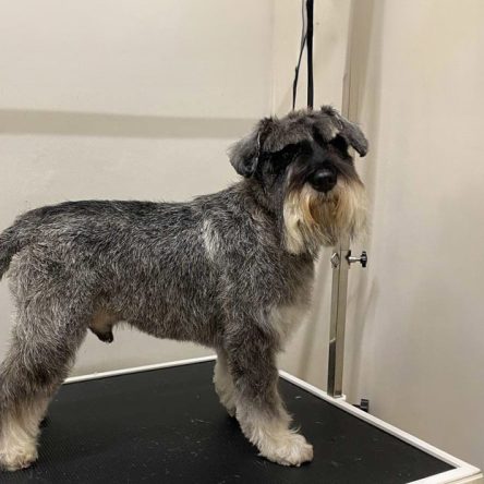 Corte de pelo perritos