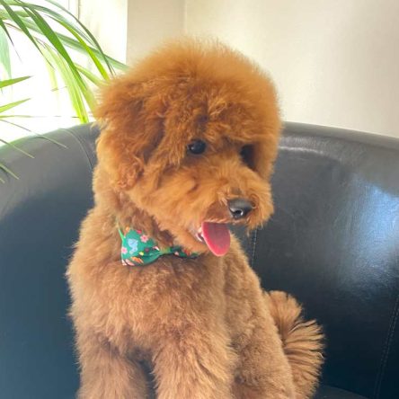 Corte de pelo perritos