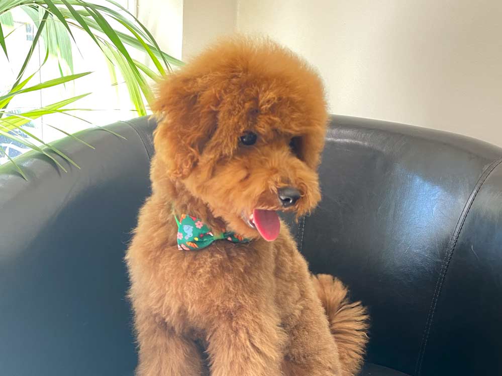 Corte de pelo perritos Corte de pelo perritos