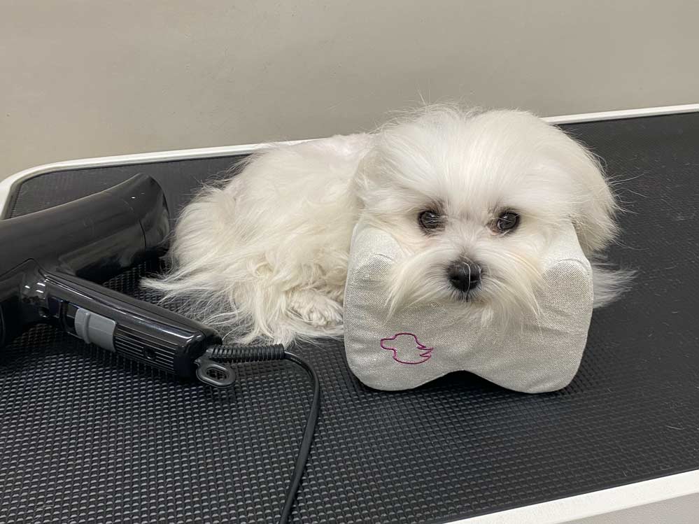 Bichón maltés Secado de pelo Bichón maltés Secado de pelo