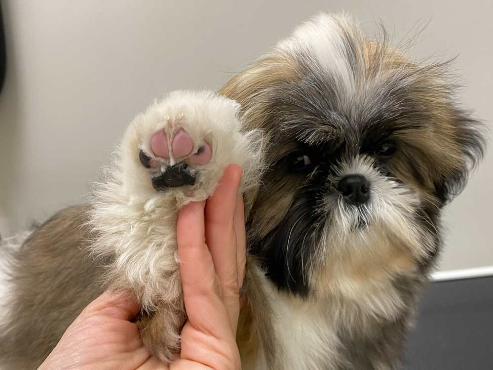corte de uñas a perro corte de uñas a perro