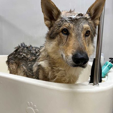 servicio baño