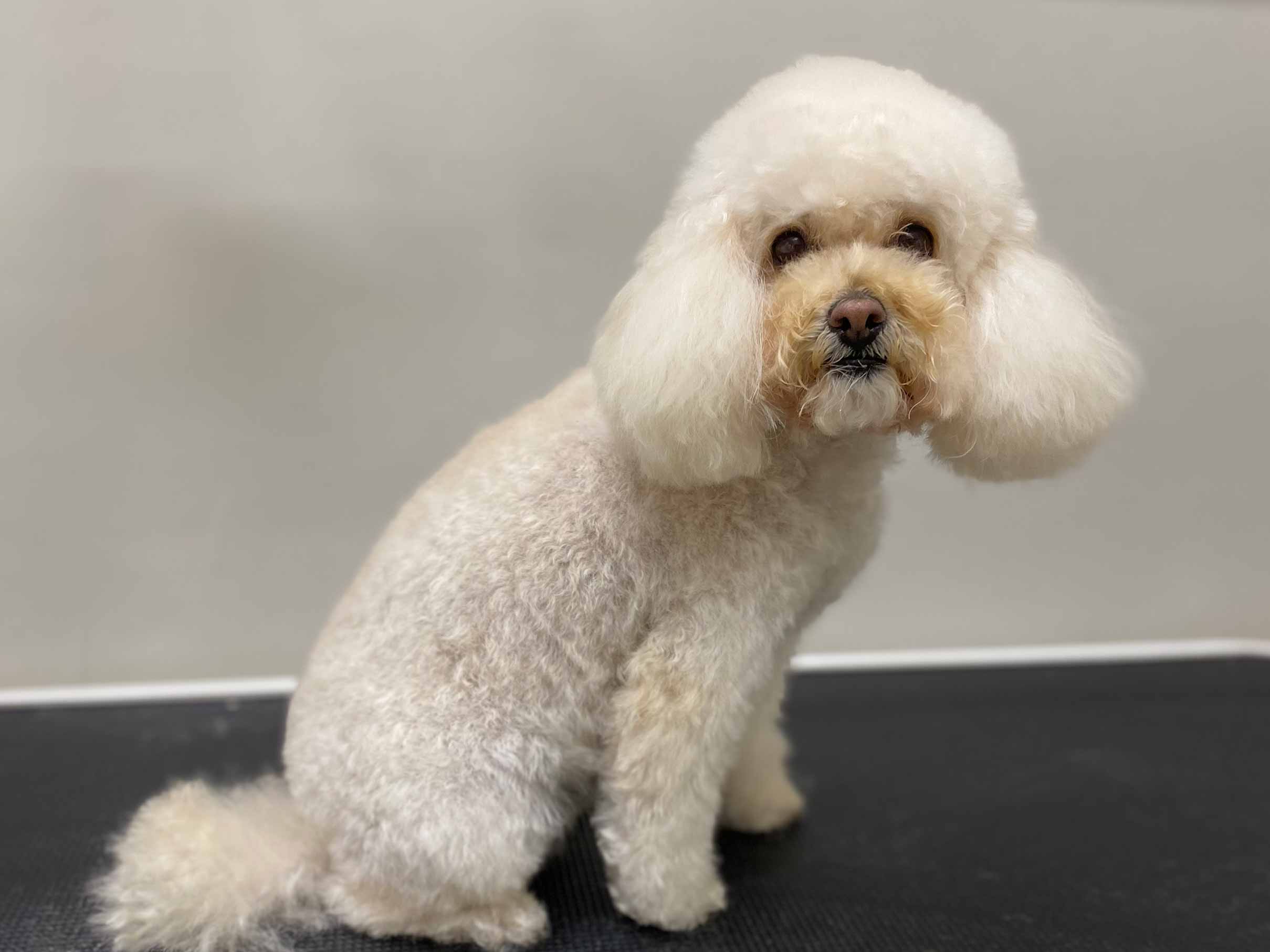 perro6 perro6