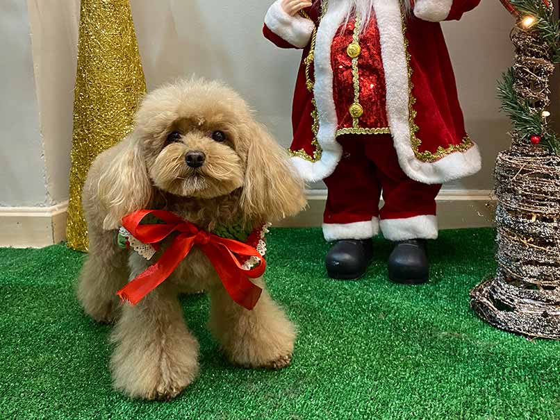 perro2 perro2