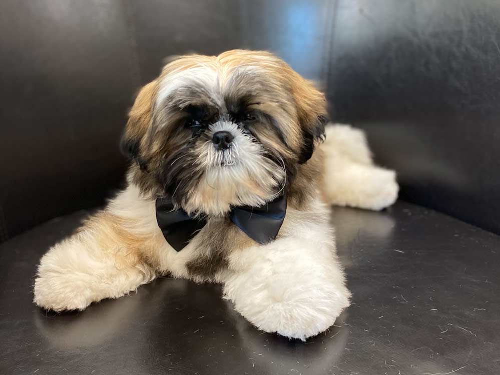 Corte de pelo a perrito Corte de pelo a perrito