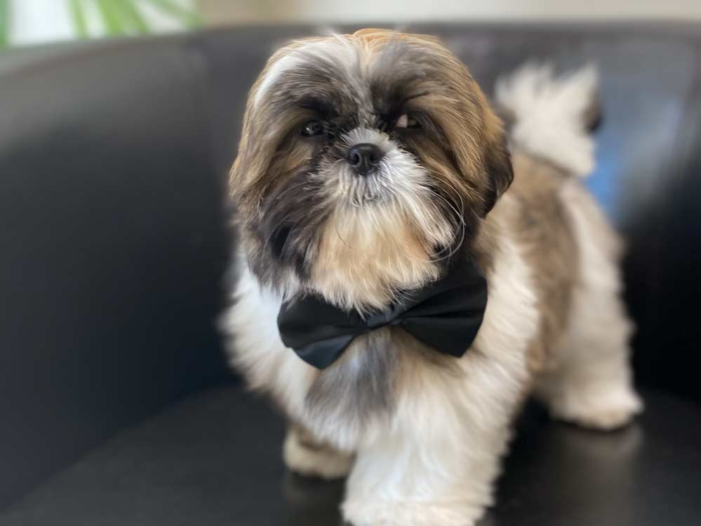 Corte de pelo a perritos Corte de pelo a perritos