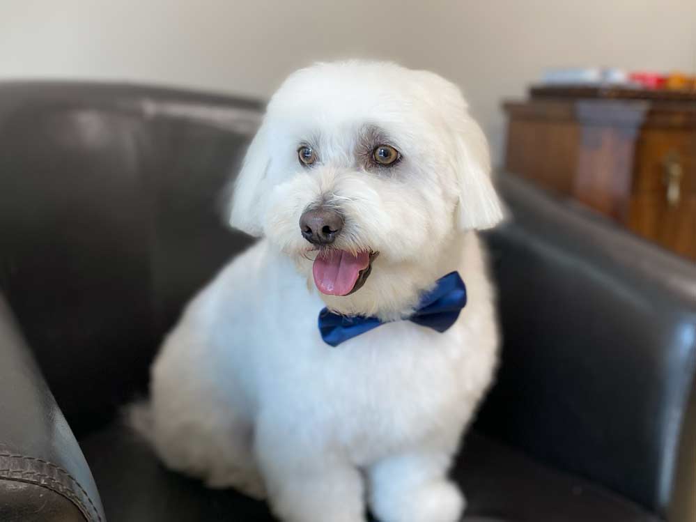 corte de pelo a perro corte de pelo a perro