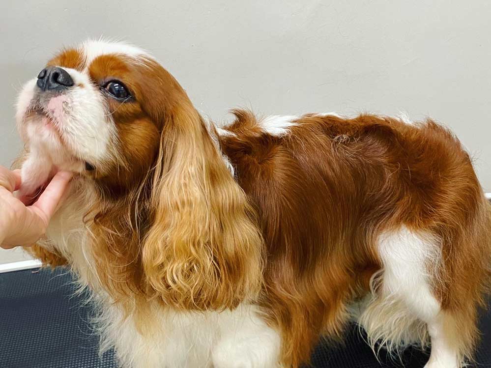 corte de pelo perro corte de pelo perro